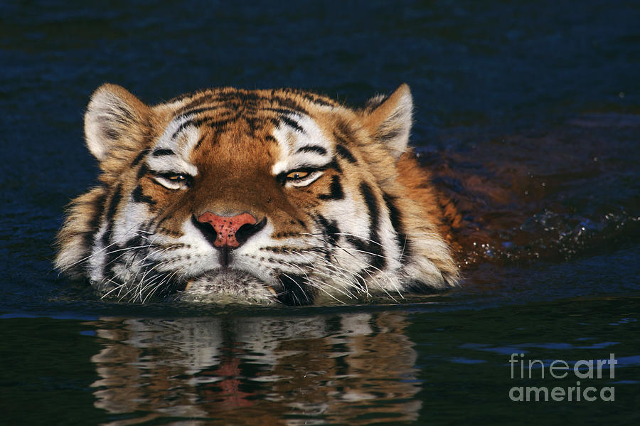 Swimming Tiger Photograph by Nick  Biemans