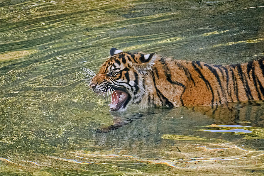 Swimming Tiger Photograph by Wes and Dotty Weber