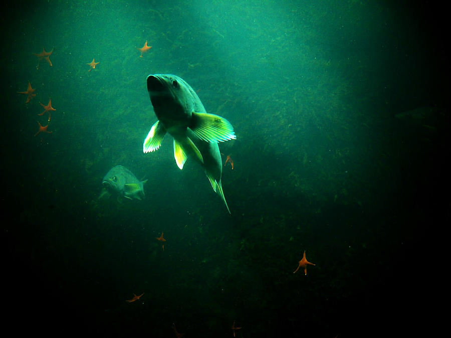 Fish Photograph - Swimming Toward the Light by Micki Findlay