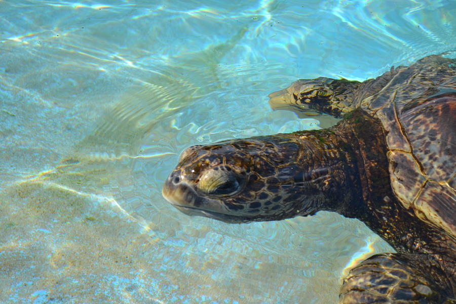 Swimming Turtle Photograph by Amanda Eberly