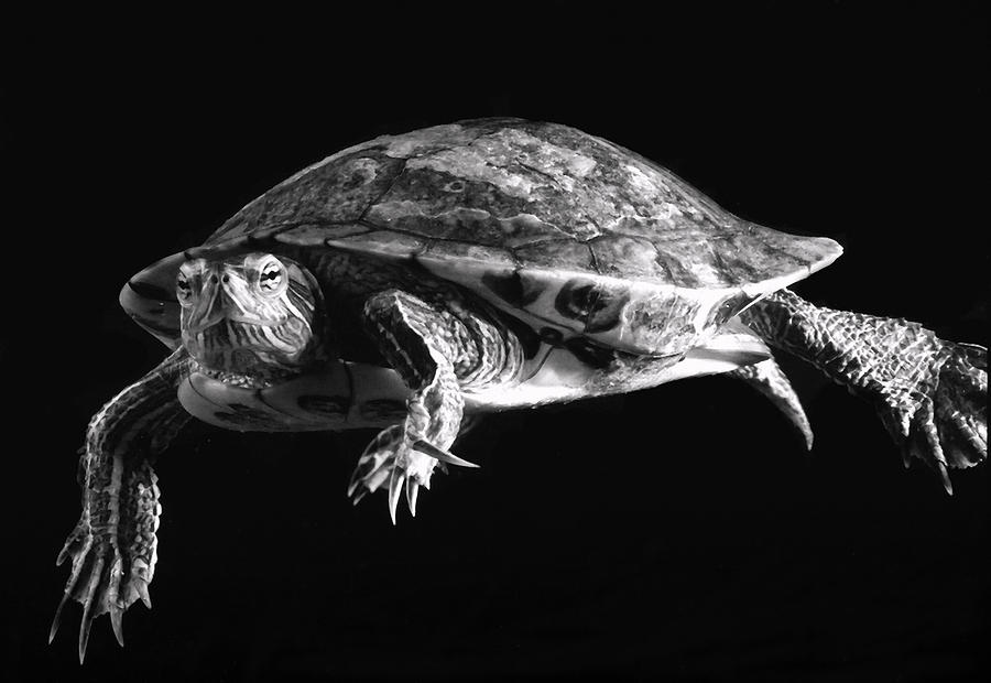 Swimming Turtle Trachemys scripta elegans Photograph by Nathan Abbott