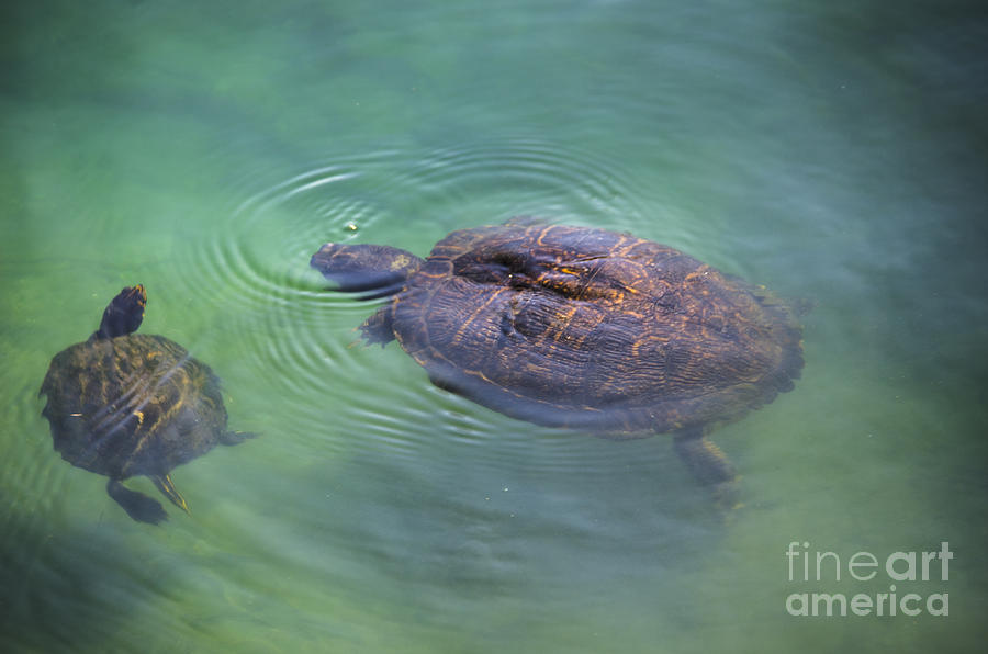 Swimming Turtles Photograph