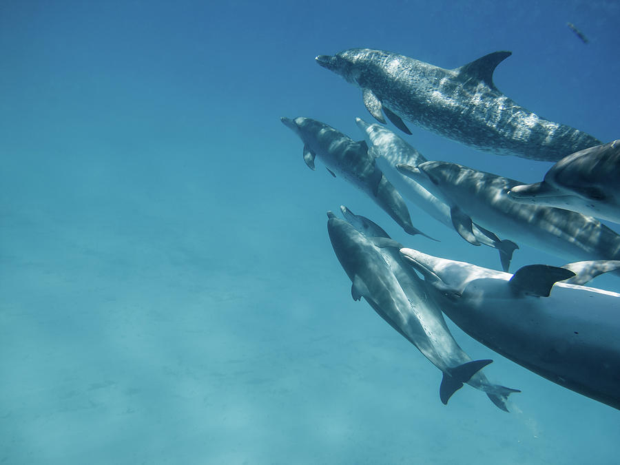 Swimming With 30 Dolphins Photograph by Kerstin Meyer