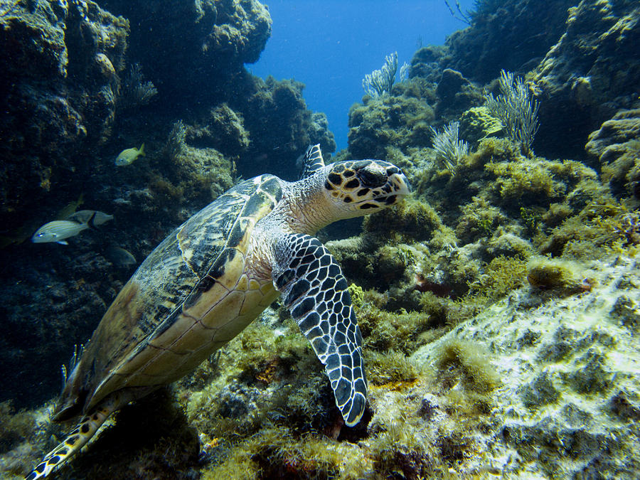 Swimming with a sea turtle Photograph by Matt Swinden