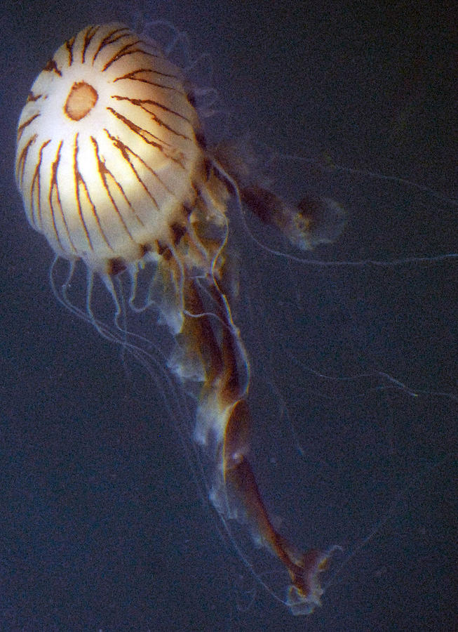 Swimming with Jellyfish Photograph by Dave Byrne - Fine Art America