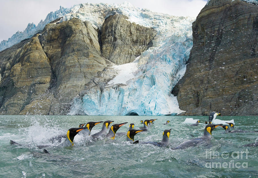 Swimming King Penguins And Glacier Photograph by Yva Momatiuk John Eastcott