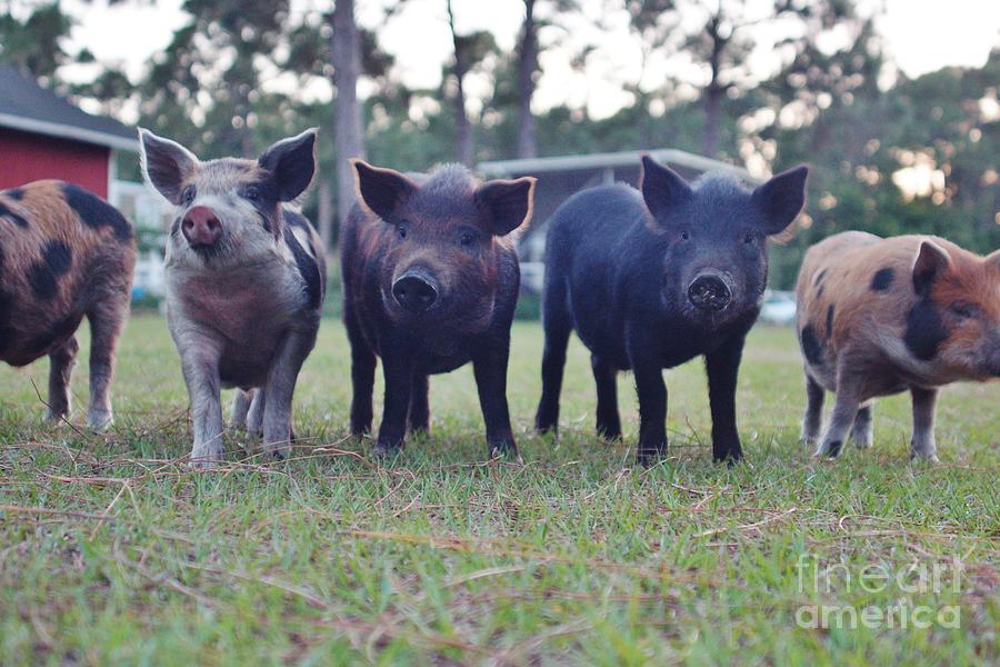Swine Line Photograph by Lynda Dawson-Youngclaus