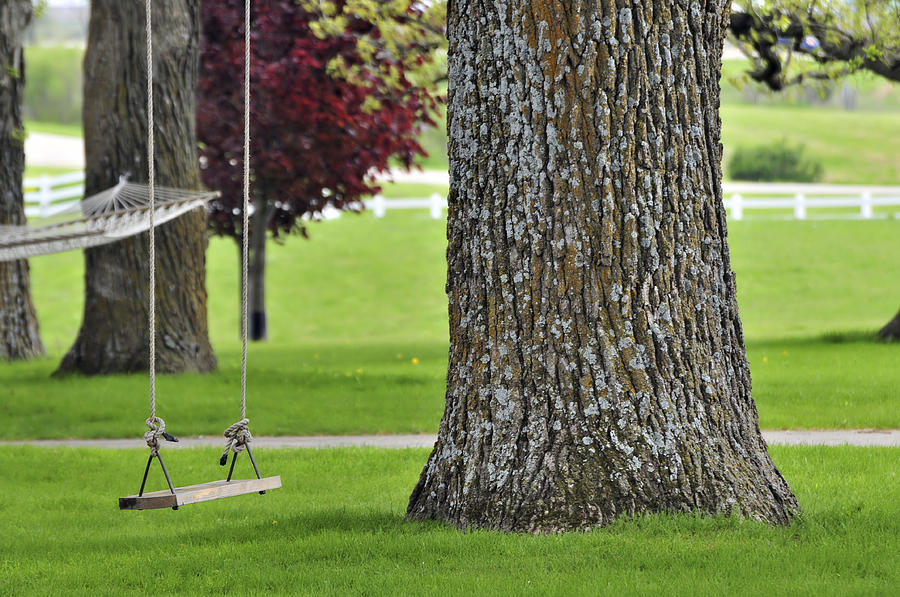 Summer Photograph - Swing in Spring by Jodi Jacobson