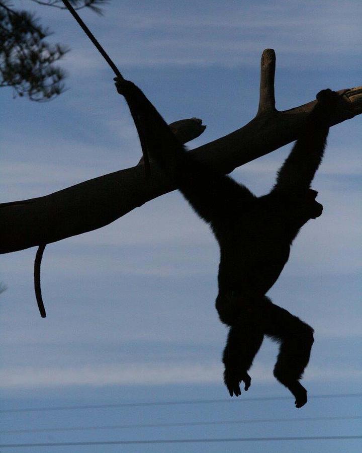 Swinging Around Photograph By Lisa Vaccaro - Fine Art America