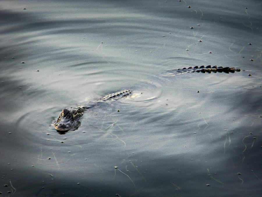 Alligator Photograph - Swirl by Christy Usilton