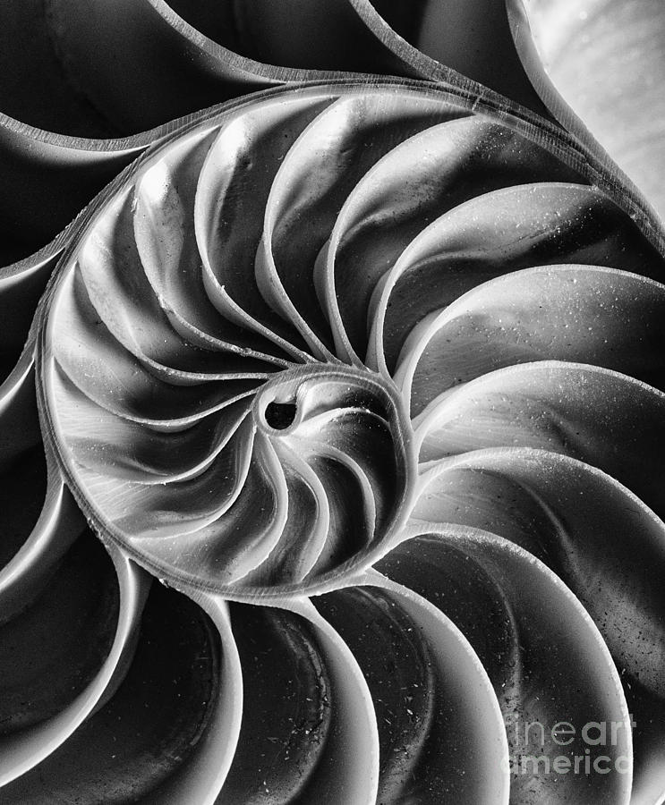 Swirl III Photograph by Bruce Bain