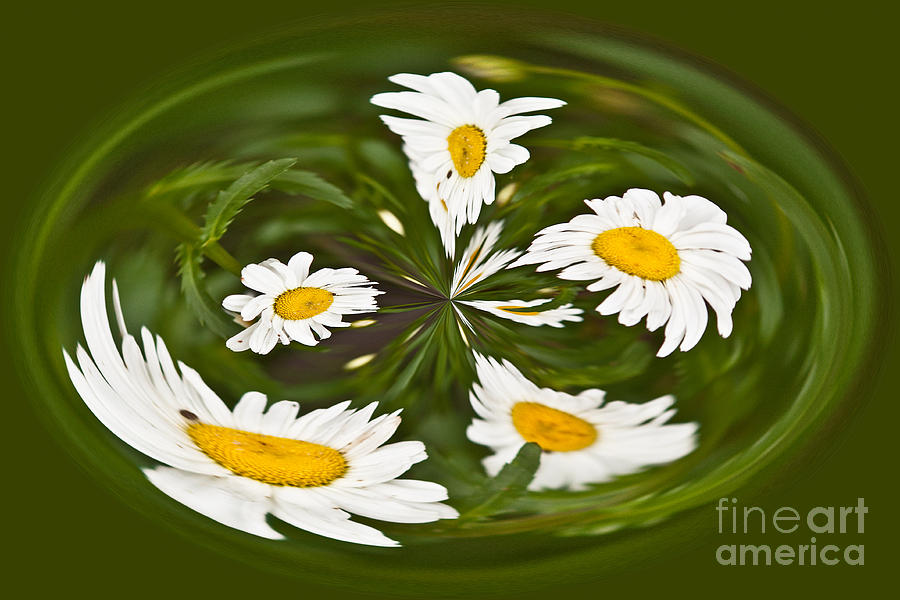 Flower Photograph - Swirl of Daisies by Terri Morris