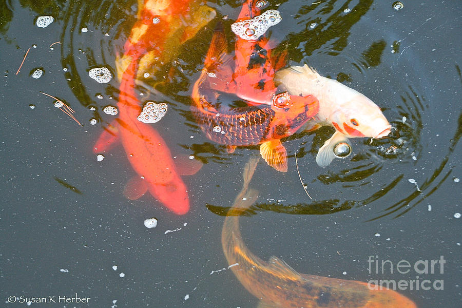Swirling Koi Photograph by Susan Herber