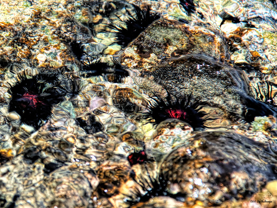 Swirling Sea Urchins  Photograph by Lucy VanSwearingen