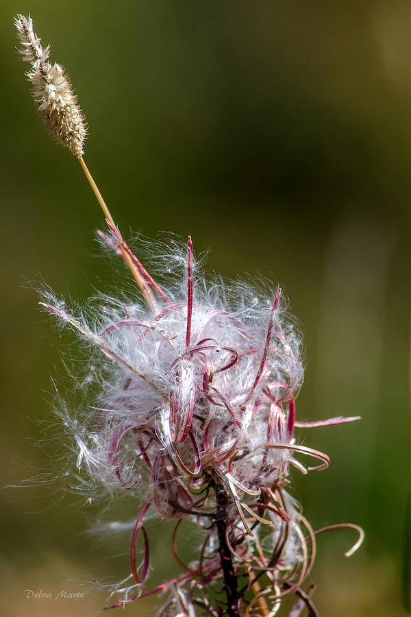 Swirling Wildflower Photograph by Debra Martz
