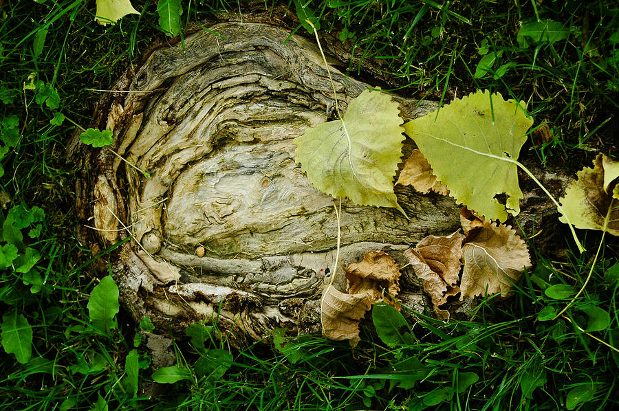 Abstract Photograph - Swirls of Wood by Rhonda Barrett