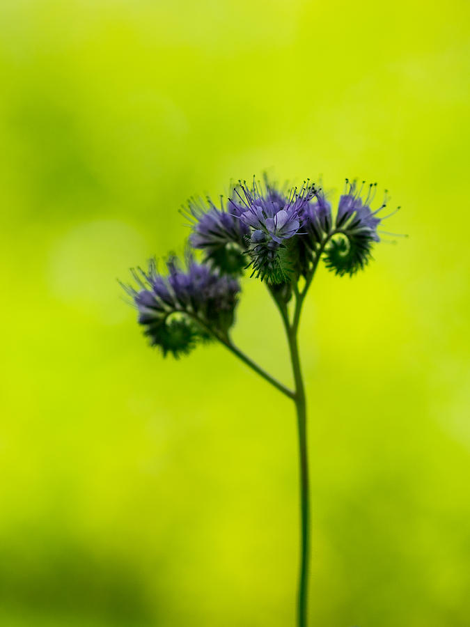 Swirly Flower Photograph by Hakon Soreide