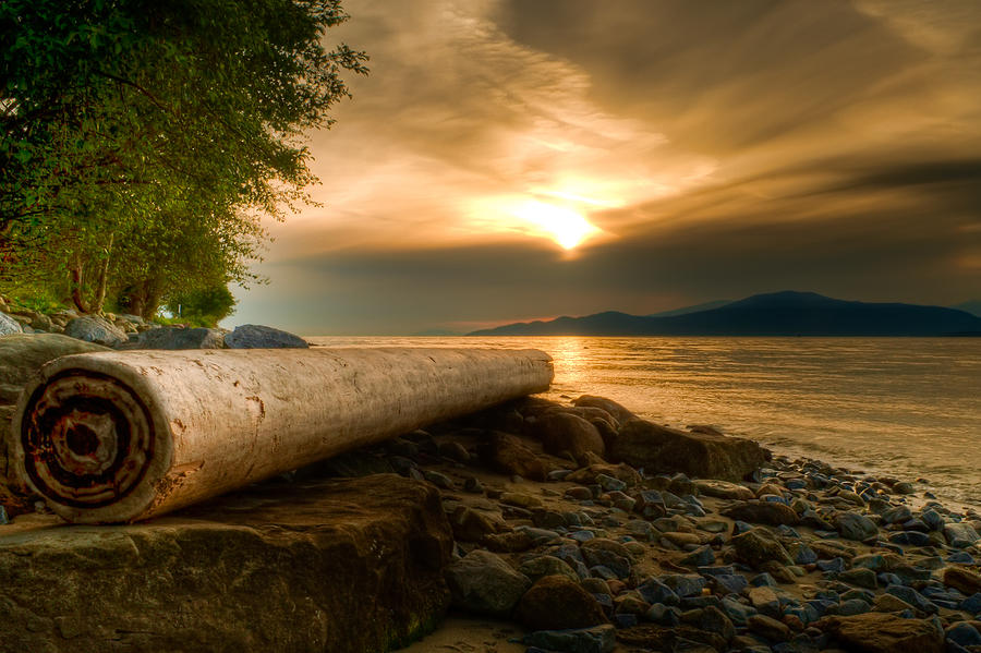 Nature Photograph - Swirly Log by James Wheeler
