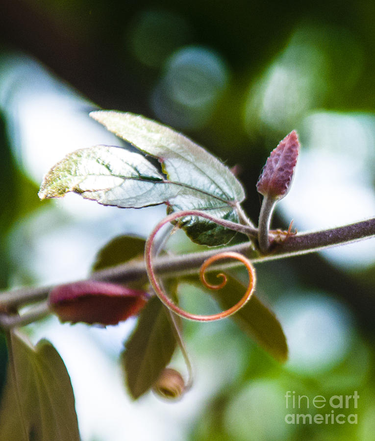 Swish by Terri Creasy Swish by Terri Creasy