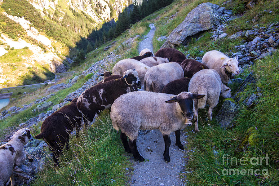 Swiss Alps Sheep - Trift River Gorge  Photograph by Gary Whitton