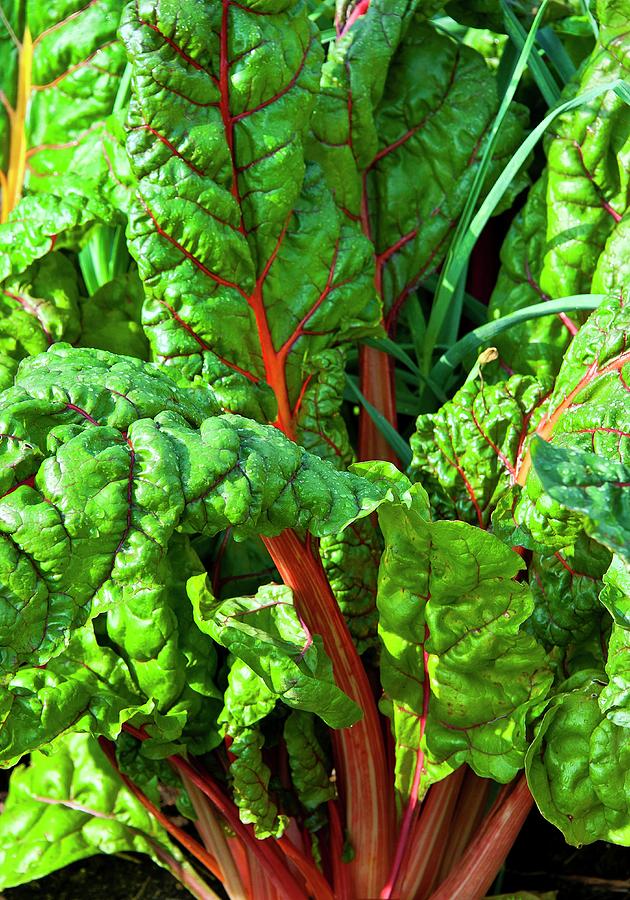 Swiss Chard (beta Vulgaris Cicla) Photograph by John Greim/science ...