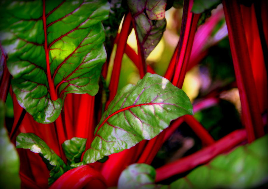 Swiss Chard Forest Photograph by Karen Wiles