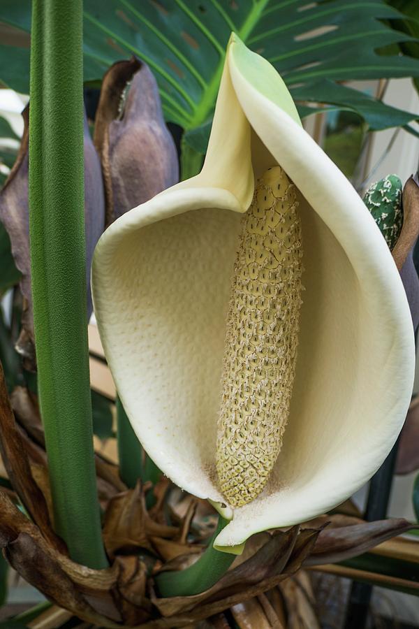 Swiss Cheese Plant Flower Spike Photograph by Georgette Douwma/science Photo Library