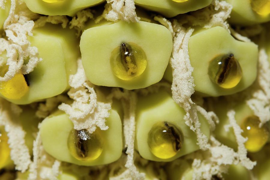 Swiss Cheese Plant Fruit Photograph by Georgette Douwma/science Photo Library