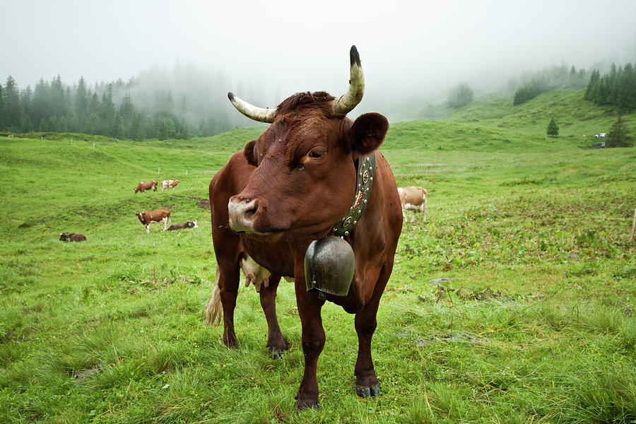 Swiss Cow Photograph by Mb Photography
