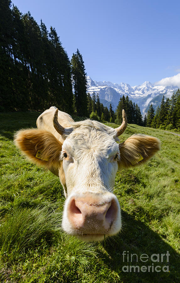 Nature Photograph - Swiss Cow by Oscar Gutierrez
