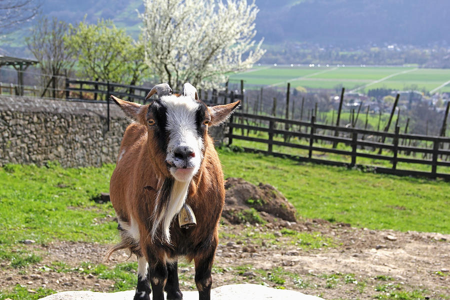 Animal Photograph - Swiss Goat by Catherine Leis