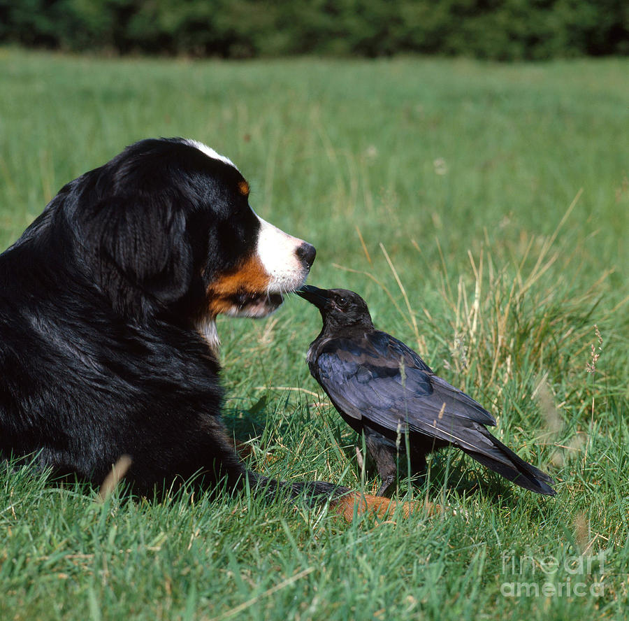 Crow Photograph - Swiss Mountain Dog And Crow by Tierbild Okapia