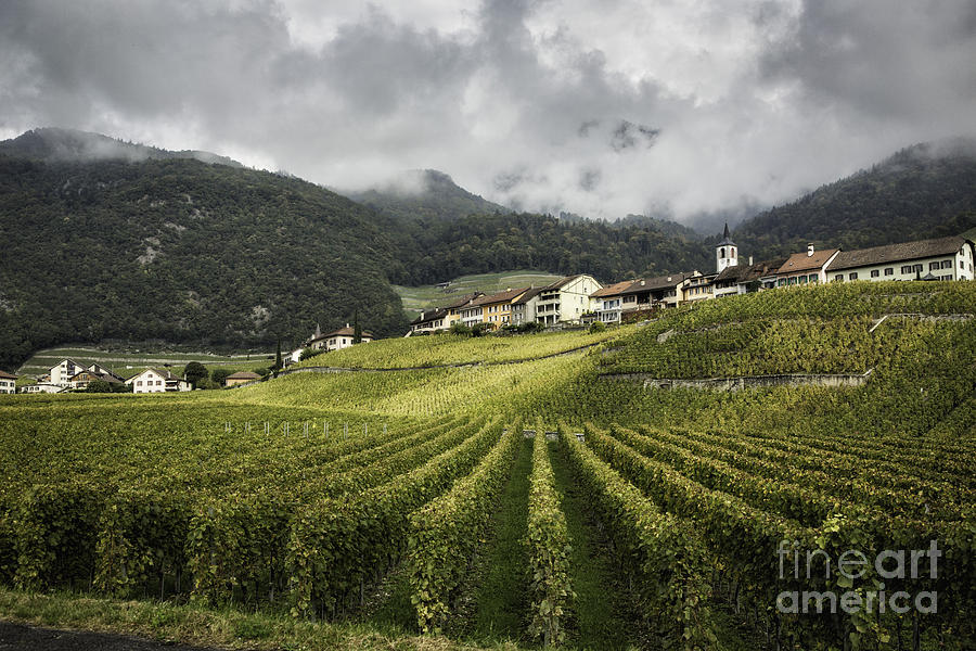 Swiss Vineyard Photograph by Timothy Hacker