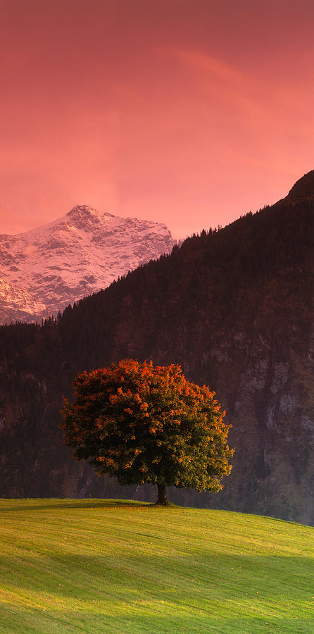 Tree Photograph - Switzerland, Alps by Panoramic Images