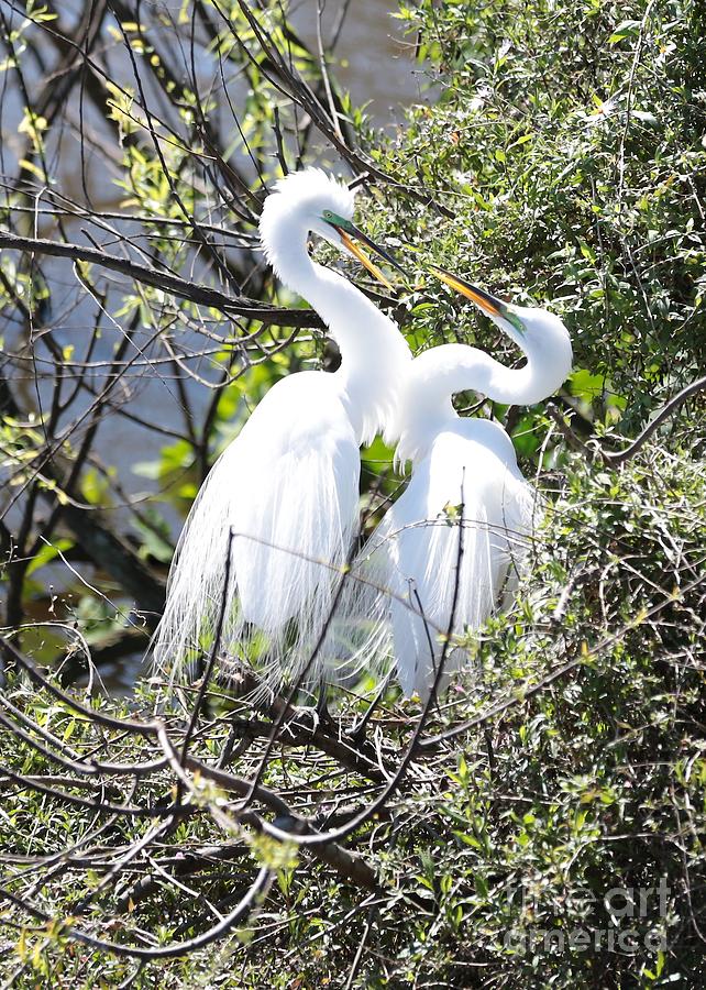 Swooning Great Egrets Photograph by Carol Groenen