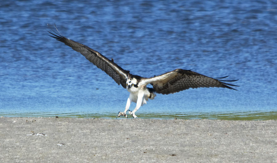 Swooping Osprey Photograph by Kenneth Albin