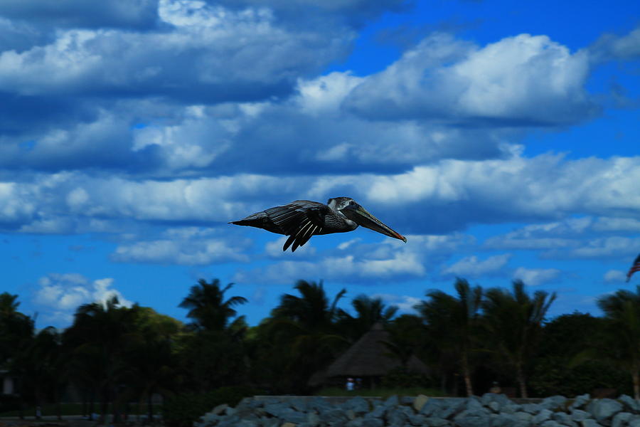 Swooping Pelican Photograph by Catie Canetti