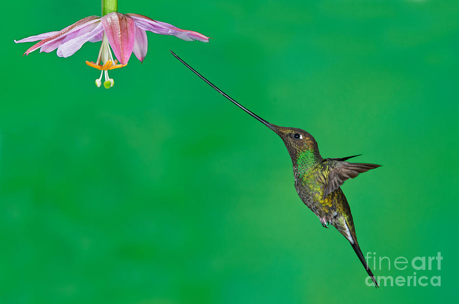 Sword-billed Hummer Photograph by Anthony Mercieca