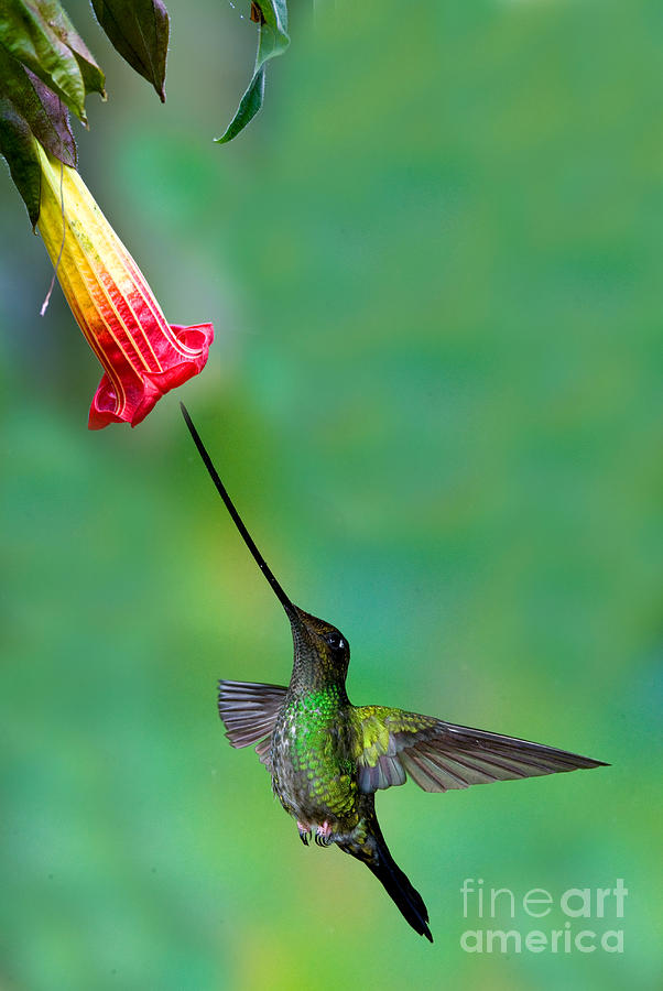 Sword-billed Hummingbird Photograph by Anthony Mercieca