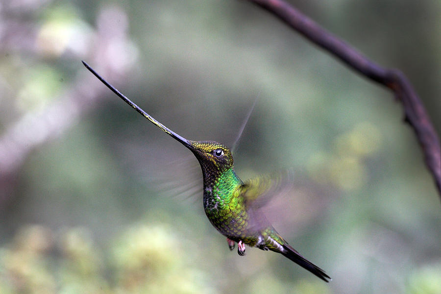 Sword-billed Hummingbird Ensifera ensifera hovering Ecuador Photograph by Tony Mills