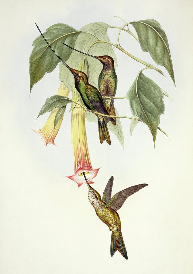 Sword-billed Hummingbirds Photograph by Natural History Museum, London/science Photo Library