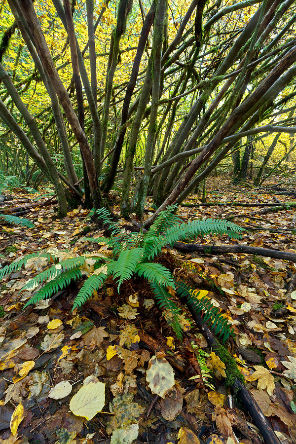 Sword Fern  and Vine Maples Photograph by Michael Russell