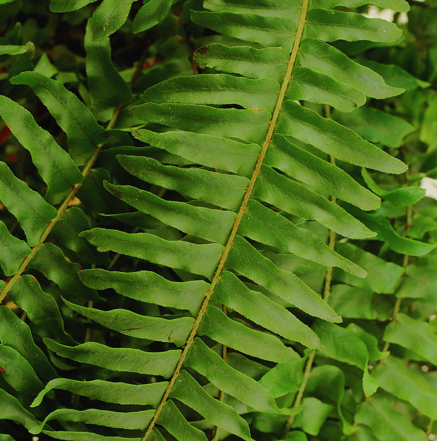 Sword Fern Fronds Photograph by Science Photo Library