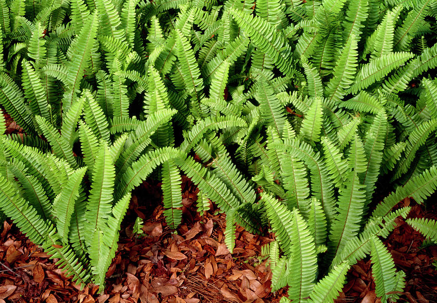 University Of Central Florida Photograph - Sword Fern (nephrolepis Exaltata) by Sally Mccrae Kuyper/science Photo Library