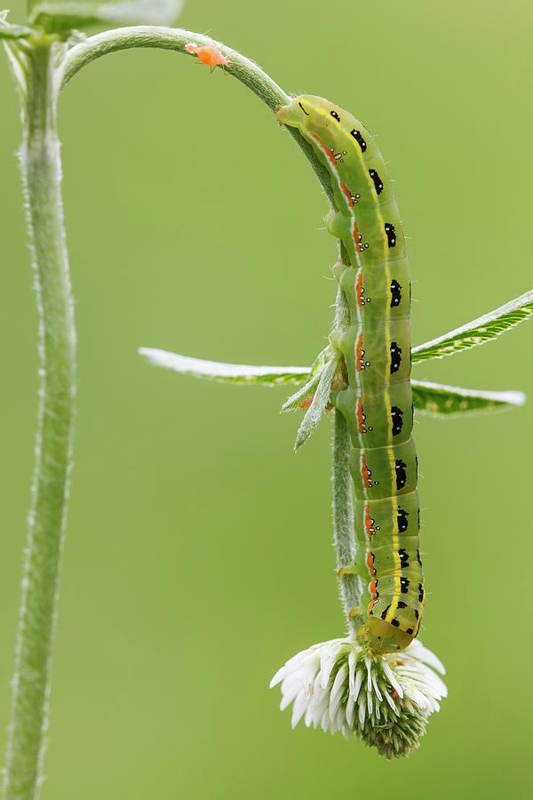 Insects Photograph - Sword-grass Caterpillar by Heath Mcdonald