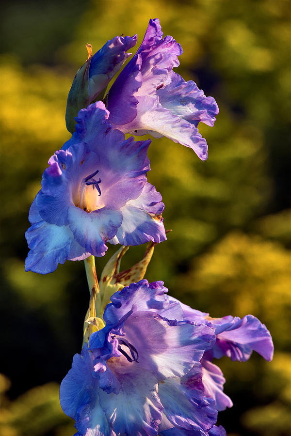 Sword Lily Photograph by Tomasz Dziubinski