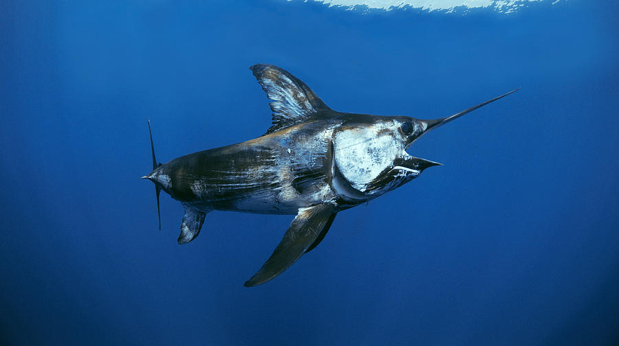 Swordfish In Open Ocean Photograph by Jeff Rotman