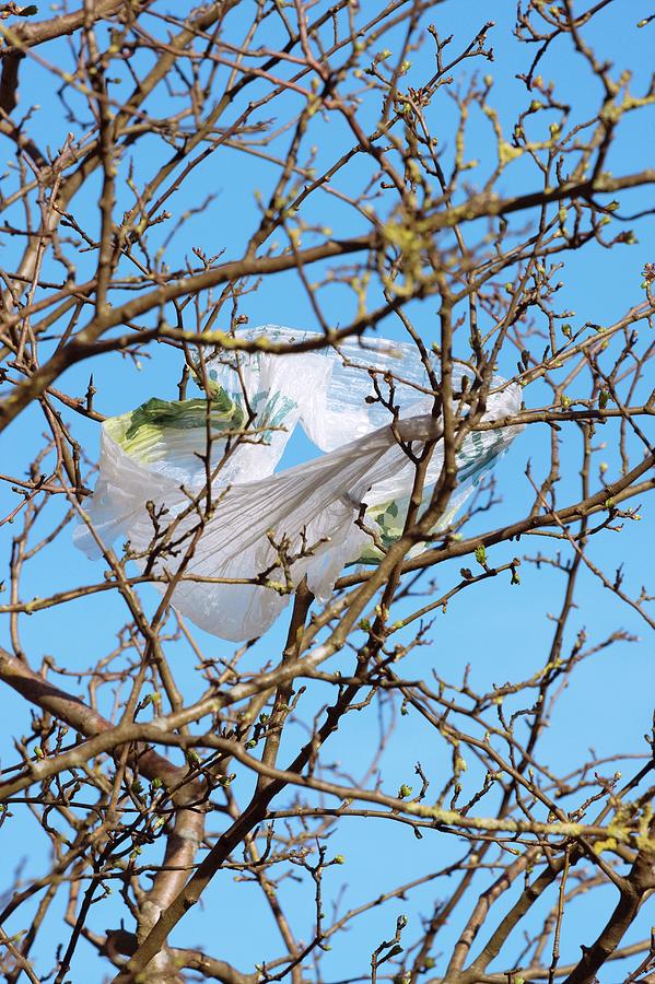 Sycamore And Plastic Bag Photograph by David Woodfall Images/science Photo Library