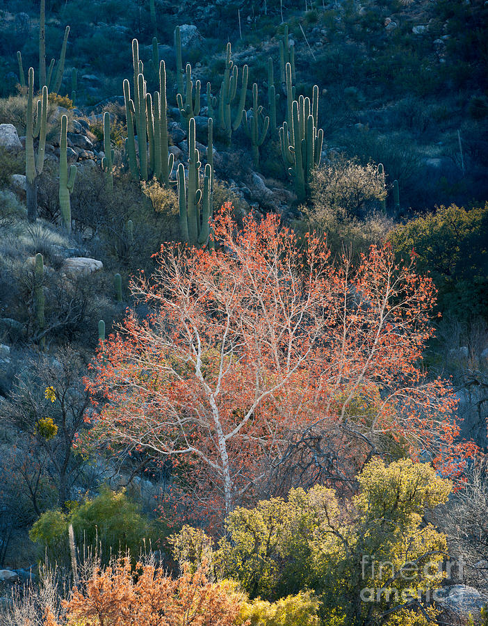 Sycamore And Saguaro Cacti, Arizona Photograph by John Shaw
