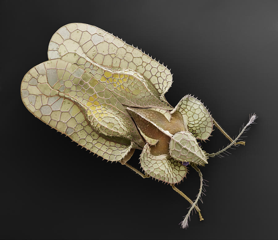 Sycamore Lace Bug Sem Photograph by Albert Lleal